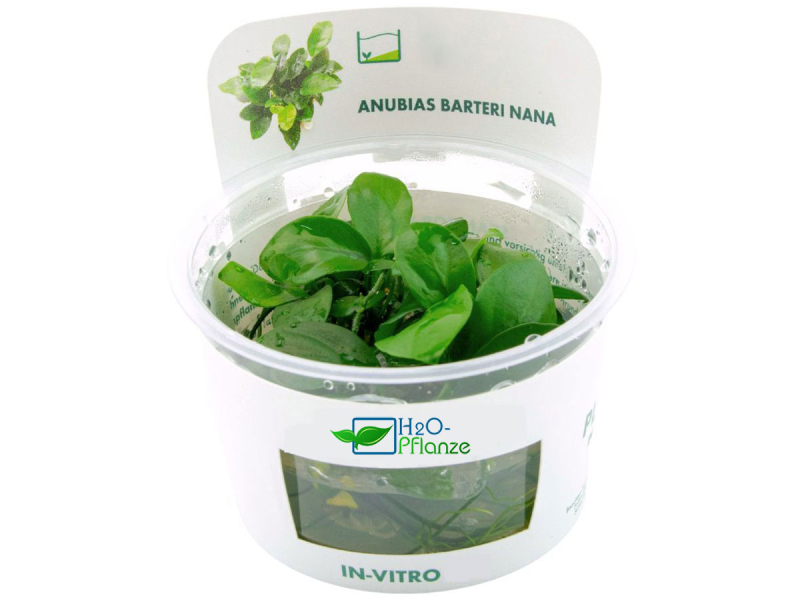 Zwerg-Speerblatt - Anubias barteri nana in vitro